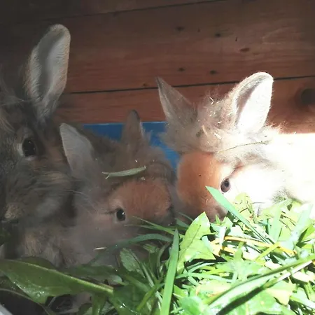 Bergbauernhof Schluder