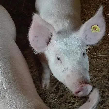Bergbauernhof Schluder Hermagor-Pressegger See